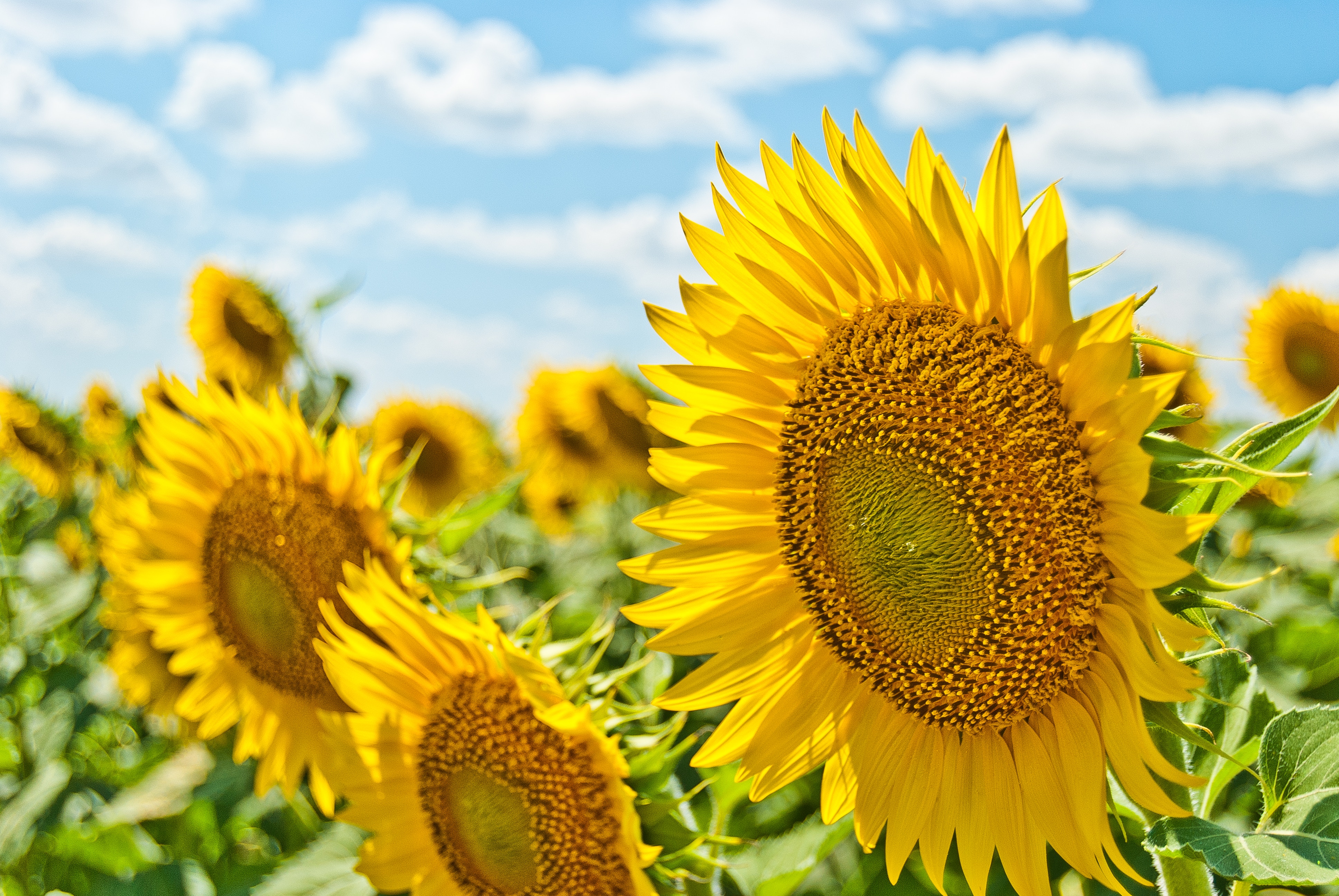 Don’t Let Vacation Pass by You! Join the U.S. Summer School Adventure of 2022