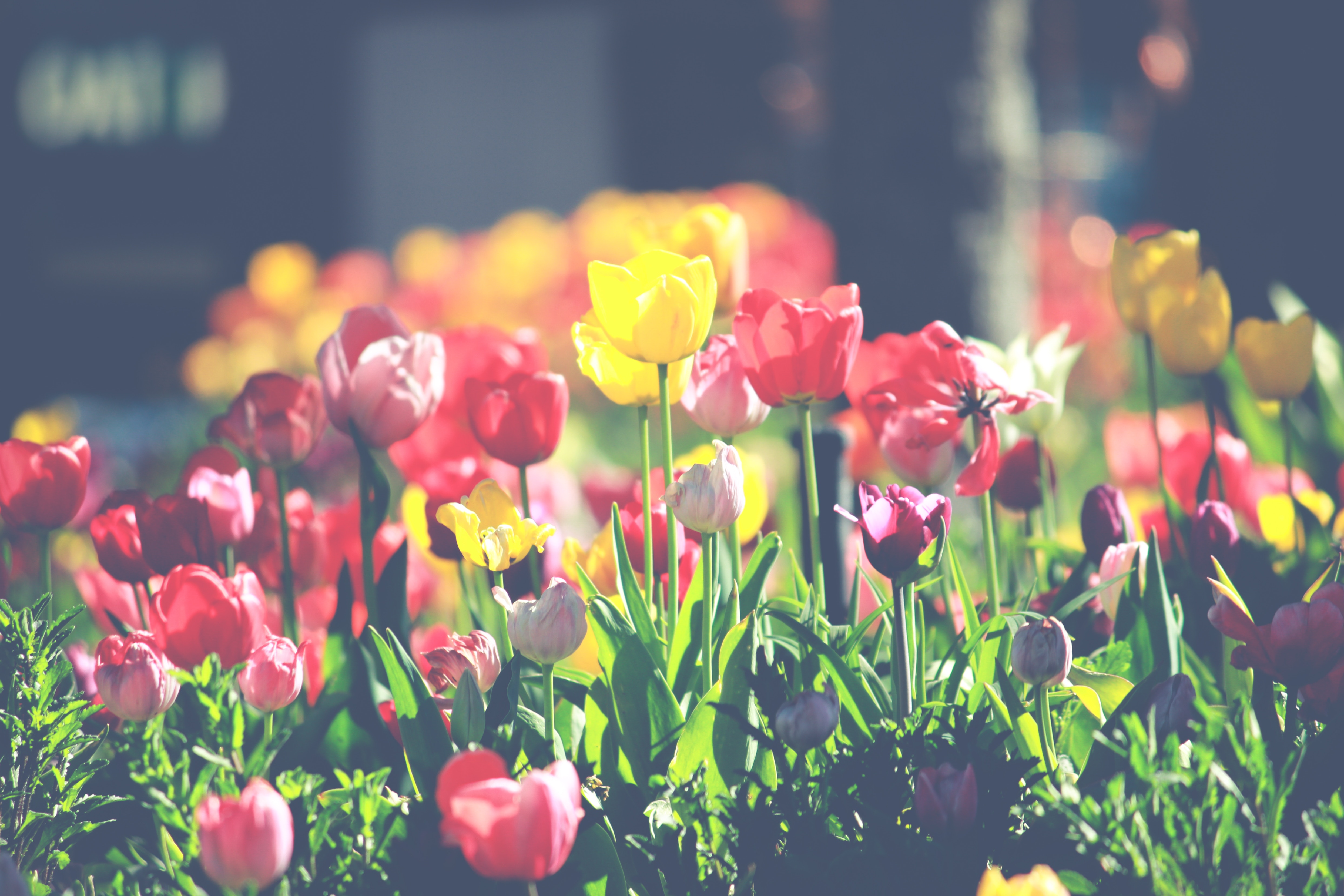 Summer in the US: 5 Inspiring Ideas to Make Your Summer Awesome